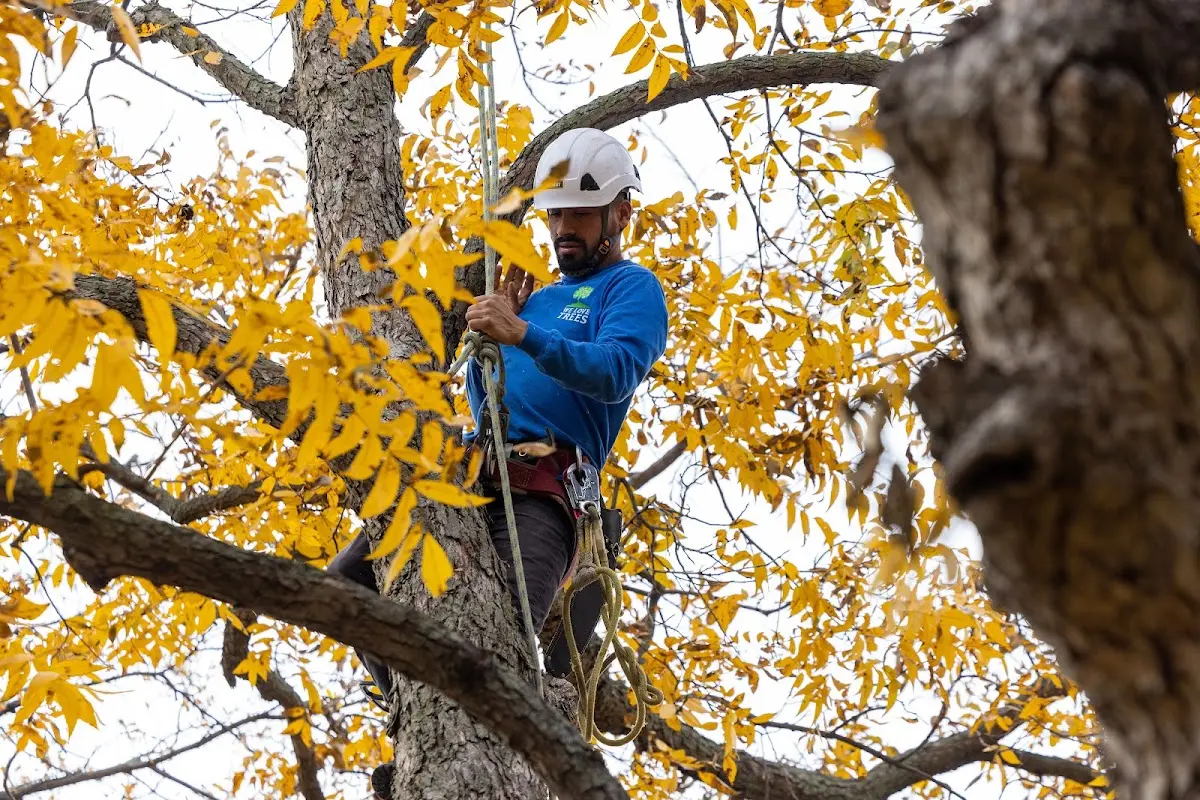 Skilled Tree Trimming crew working in Cripple Creek