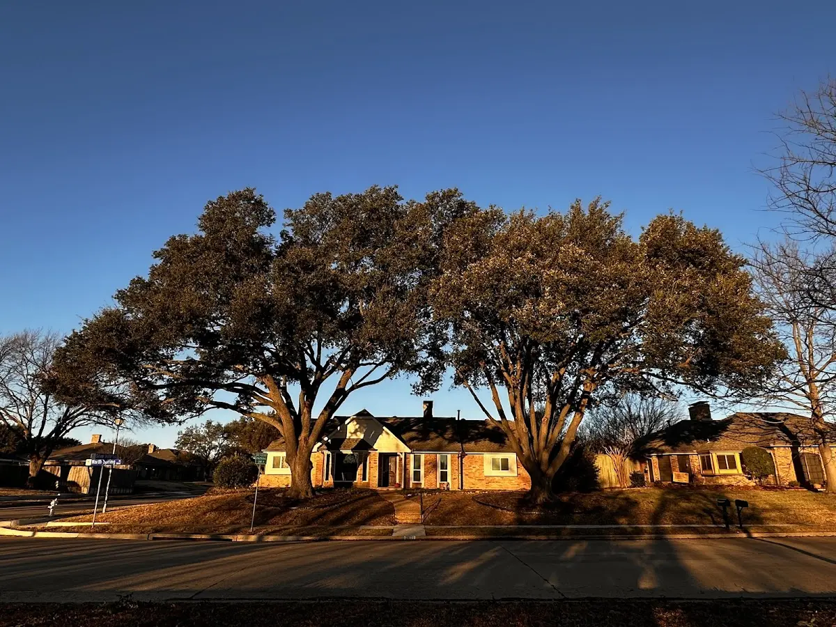 Established residential canopy tree shading a home in Cripple Creek